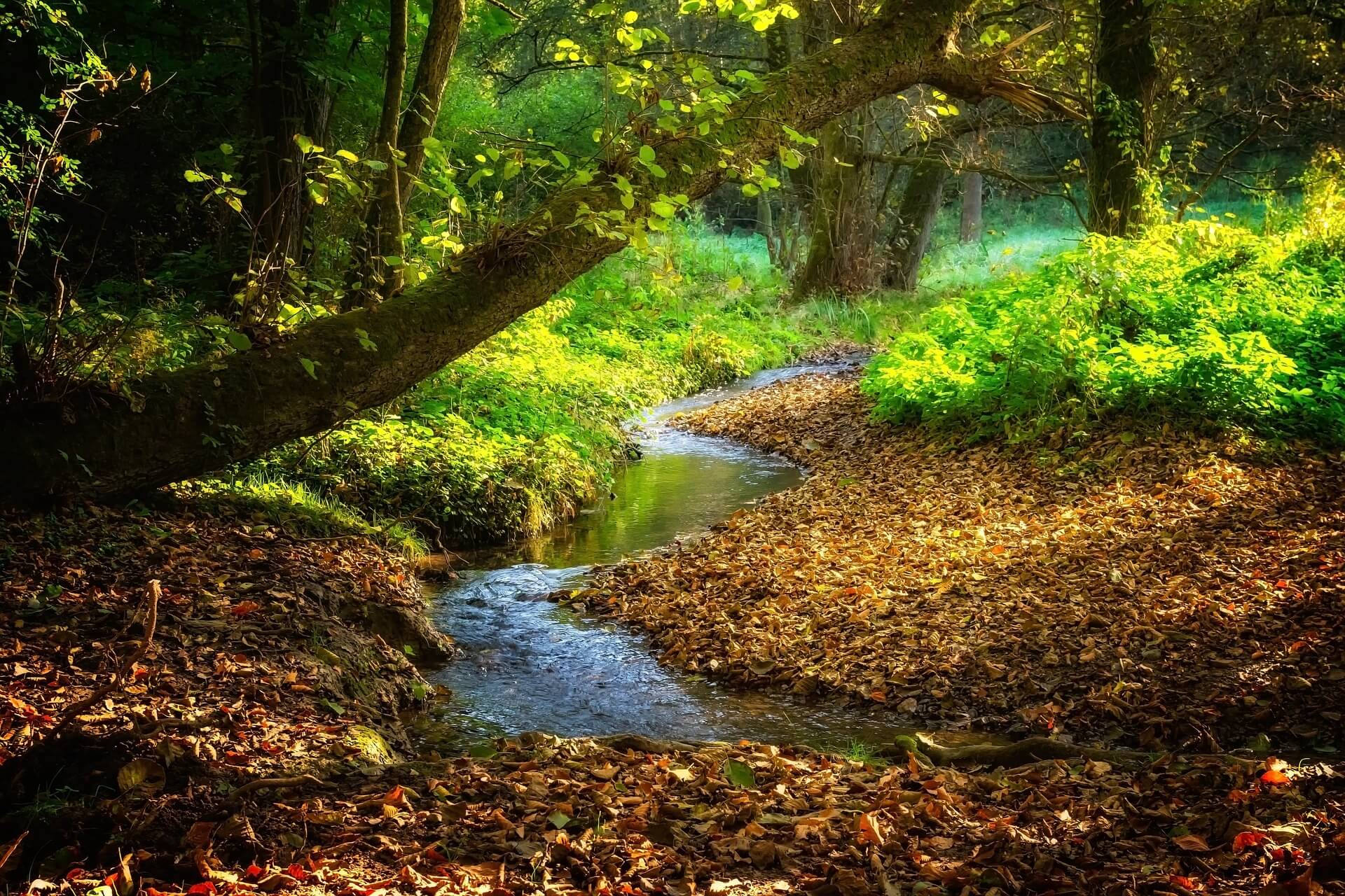 A path through a woodland stream